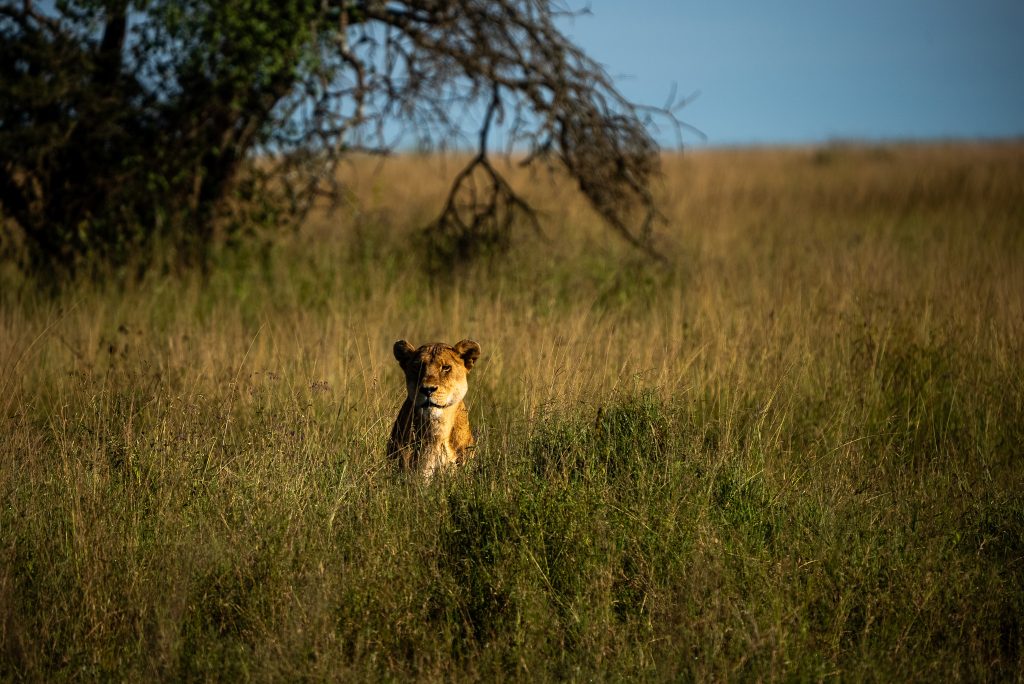 Beautiful Nature Safaris Wild Safari Ngorongoro6 1024x684
