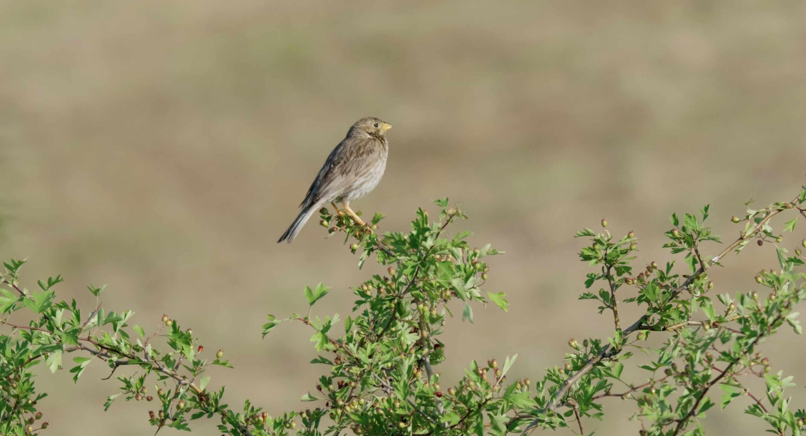 Arusha National Park
