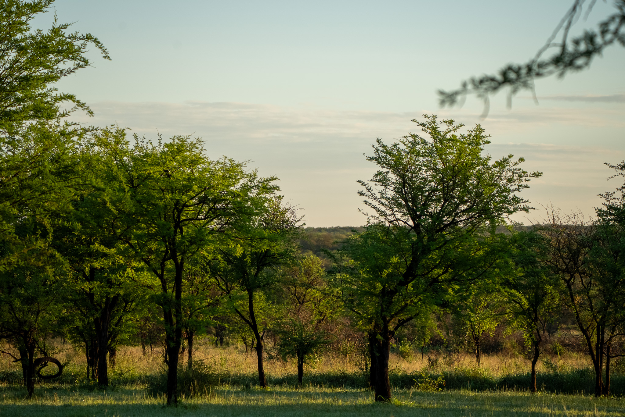 Lush Ngorongoro Crater Floor