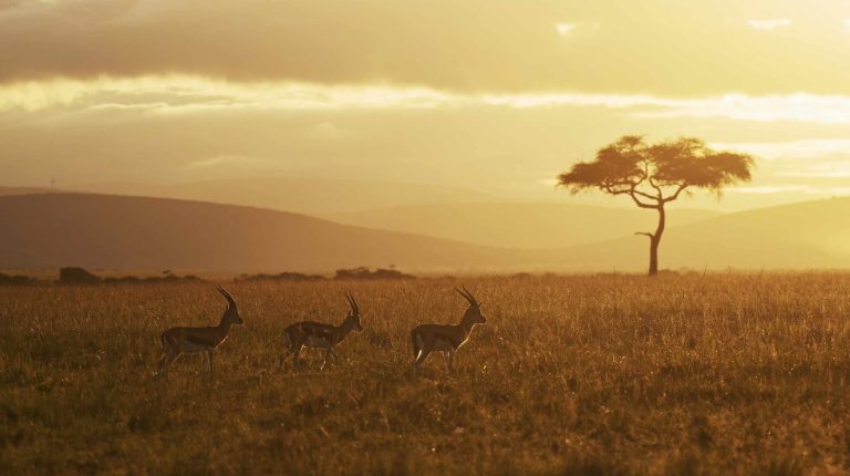 Sundown in the Serengeti