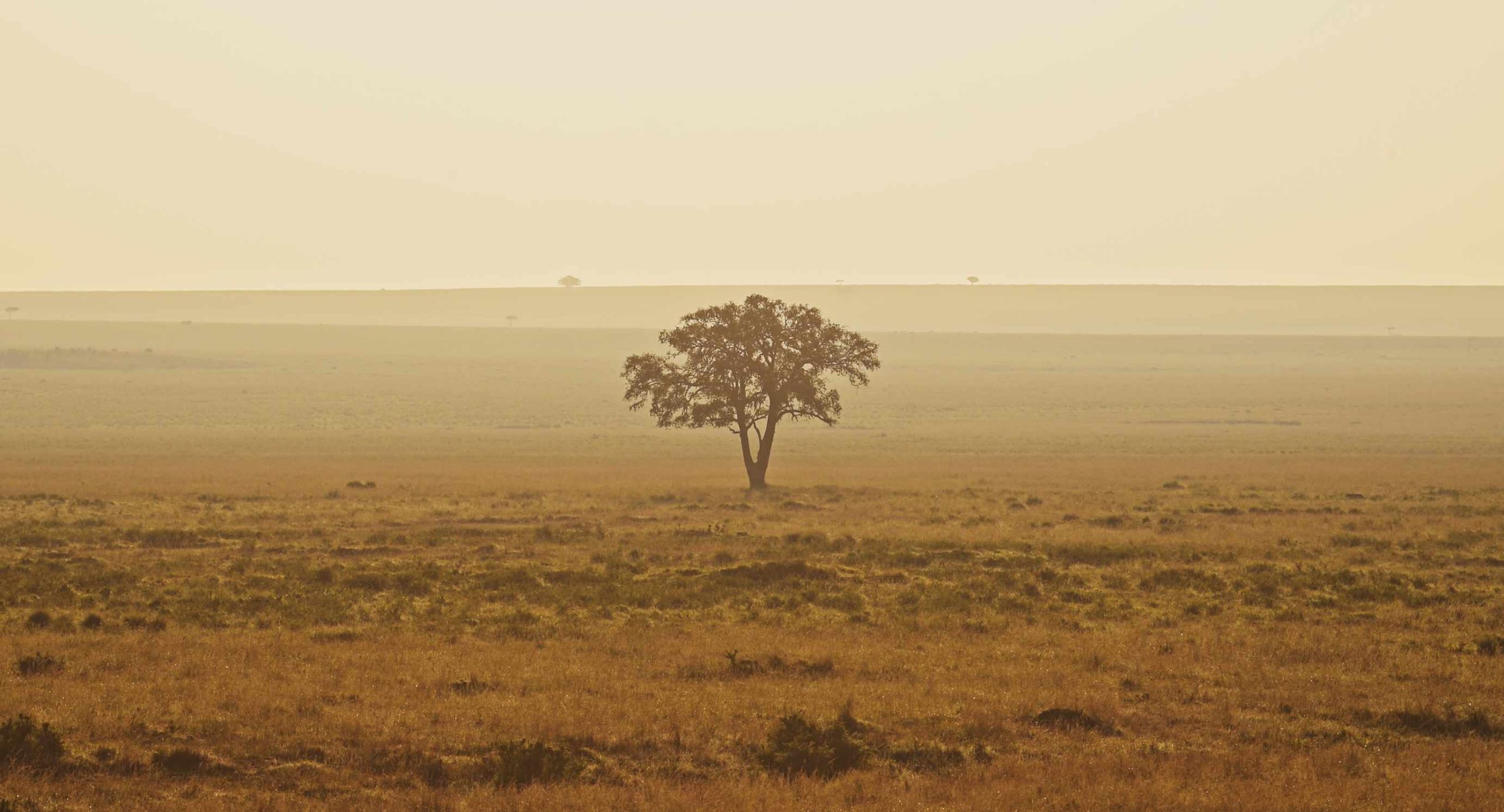 Beyond the Horizon: A Morning Spent Chasing Light in the Serengeti Landscape Serengeti Beautiful Nature Safaris Scaled