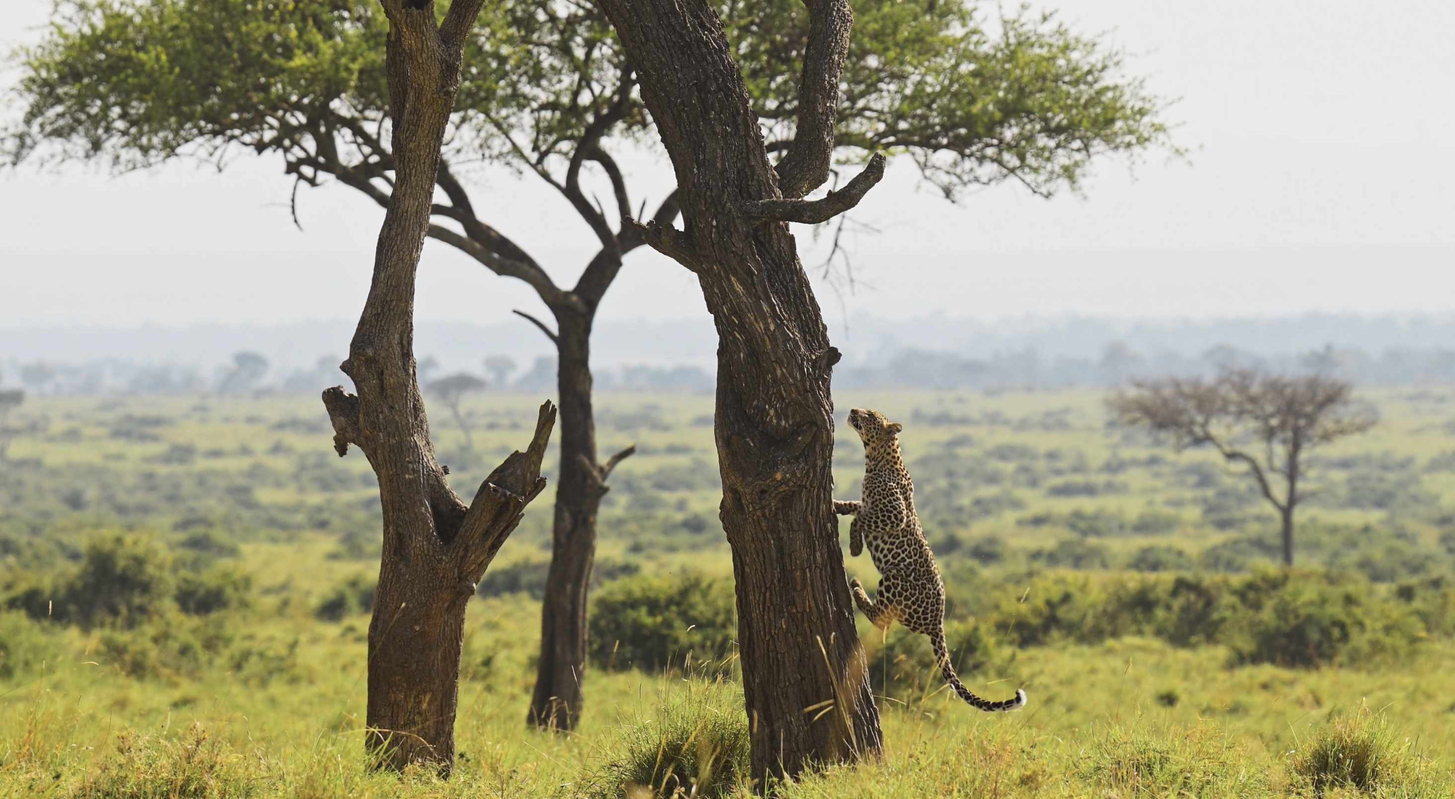 Leopard Tanzania Beautiful Nature Safaris 05 2912x1600