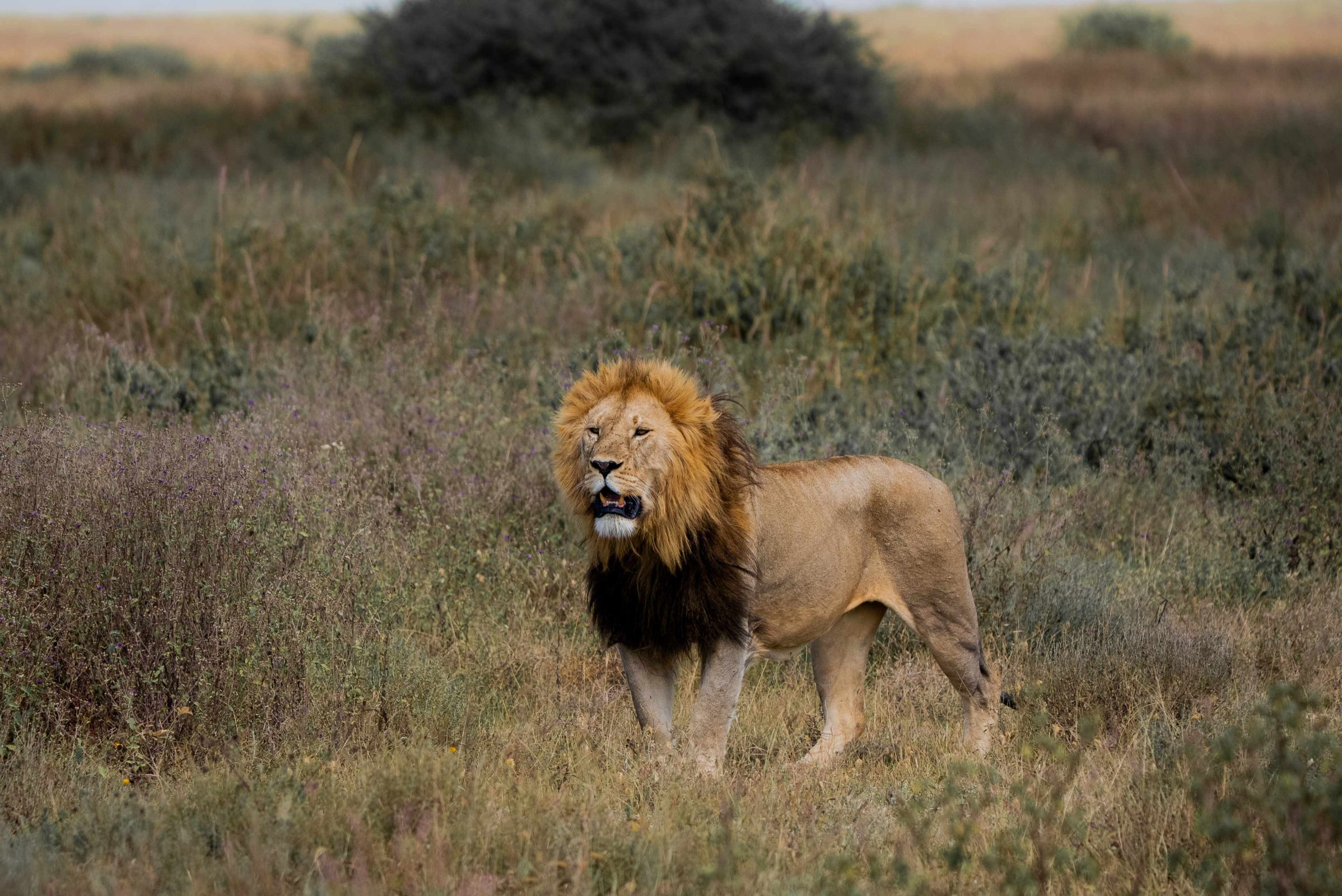 lionking tanzania beautiful nature safaris