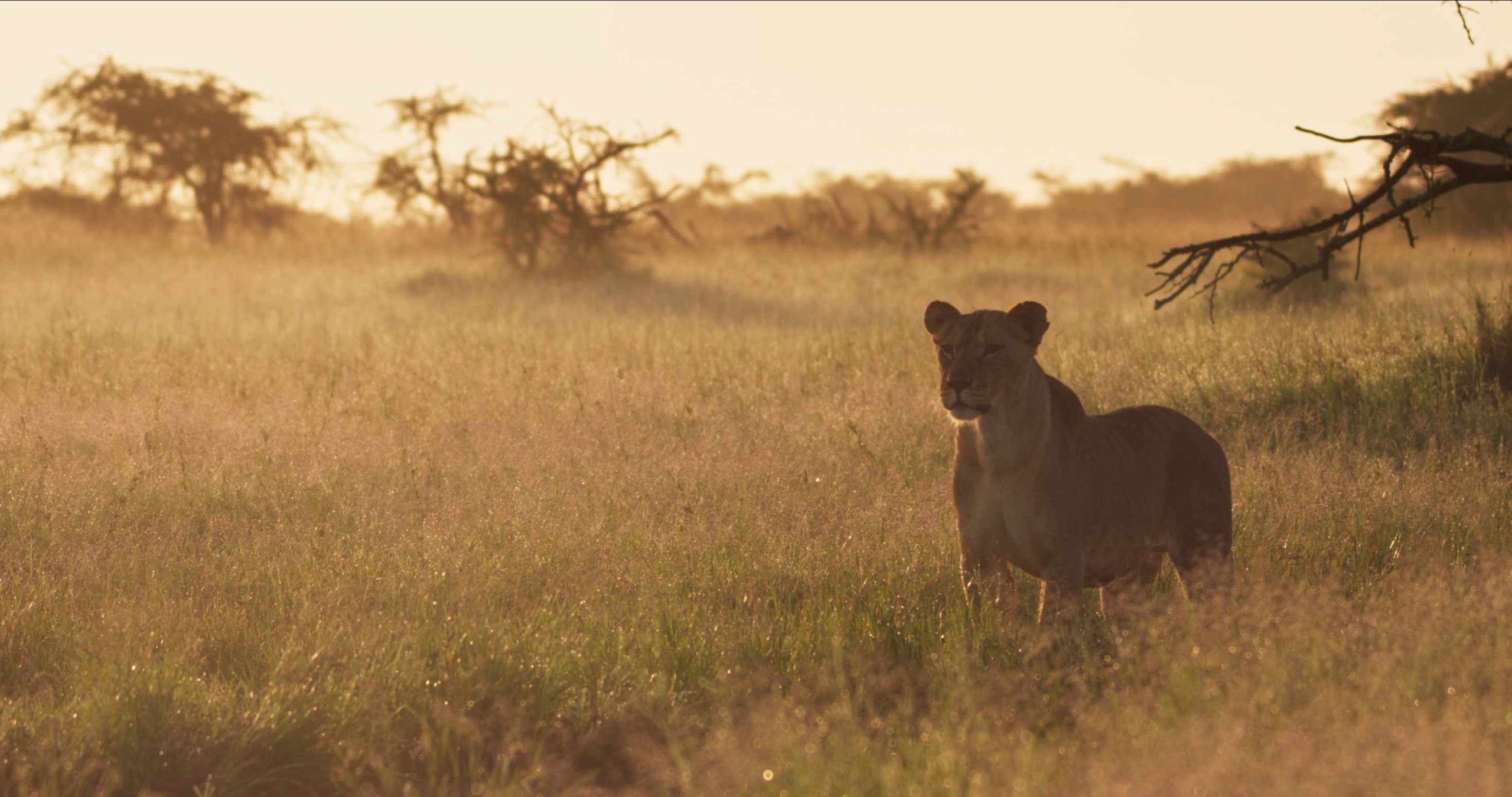 Lion in Tanzania