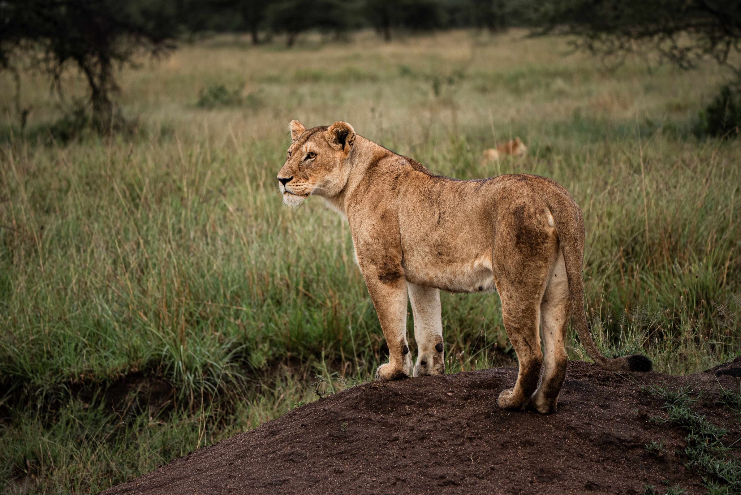 lioness tanzania beautiful nature safaris