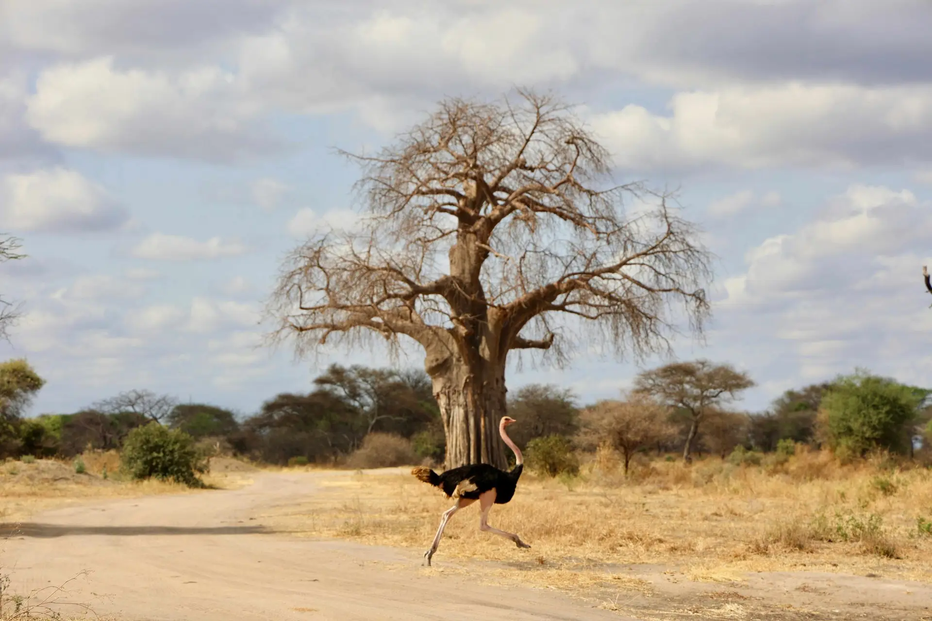 ostrich and baobab tarangire