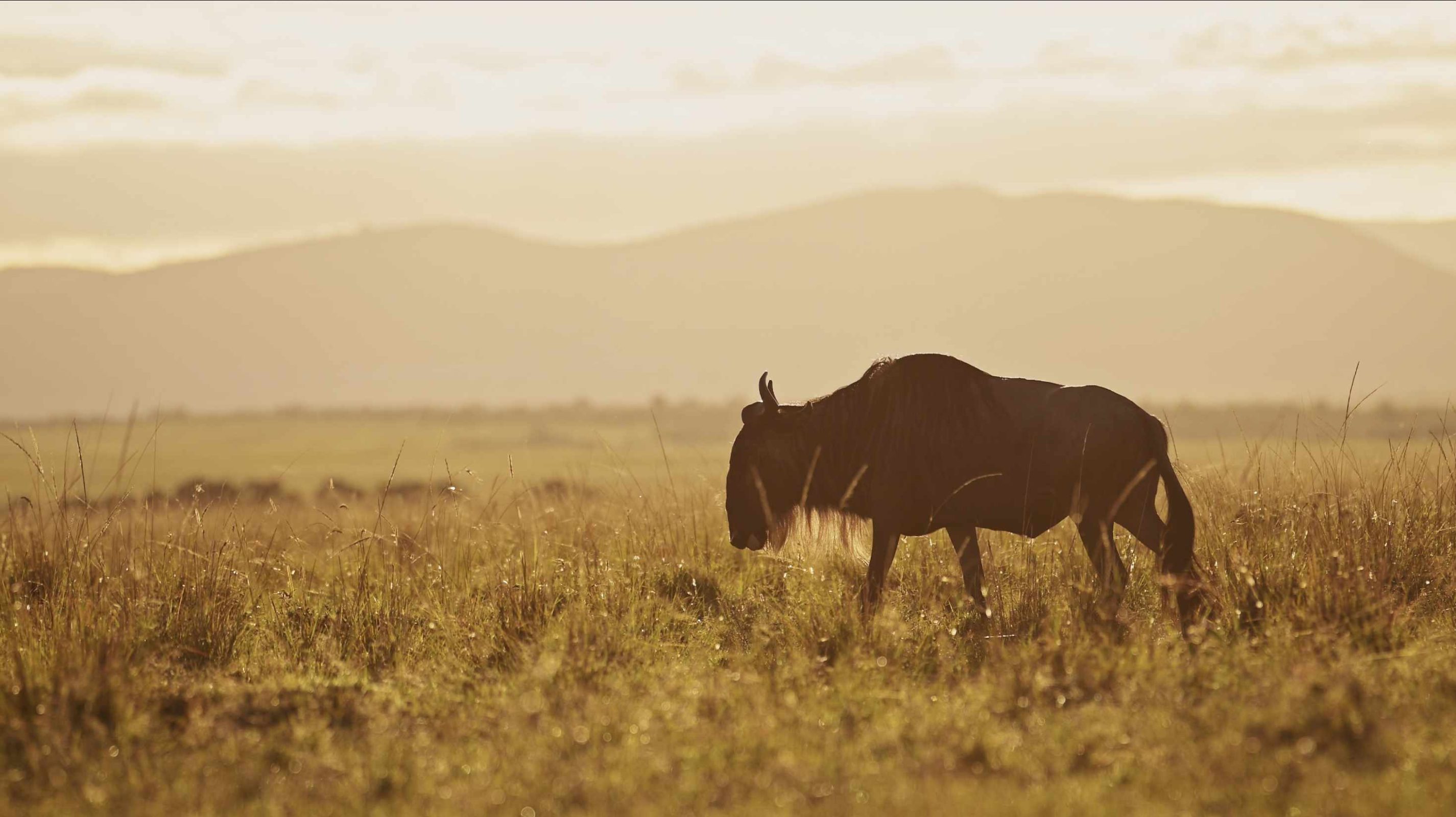 Wildbeests Tanzania Beautiful Nature Safaris 02 2851x1600