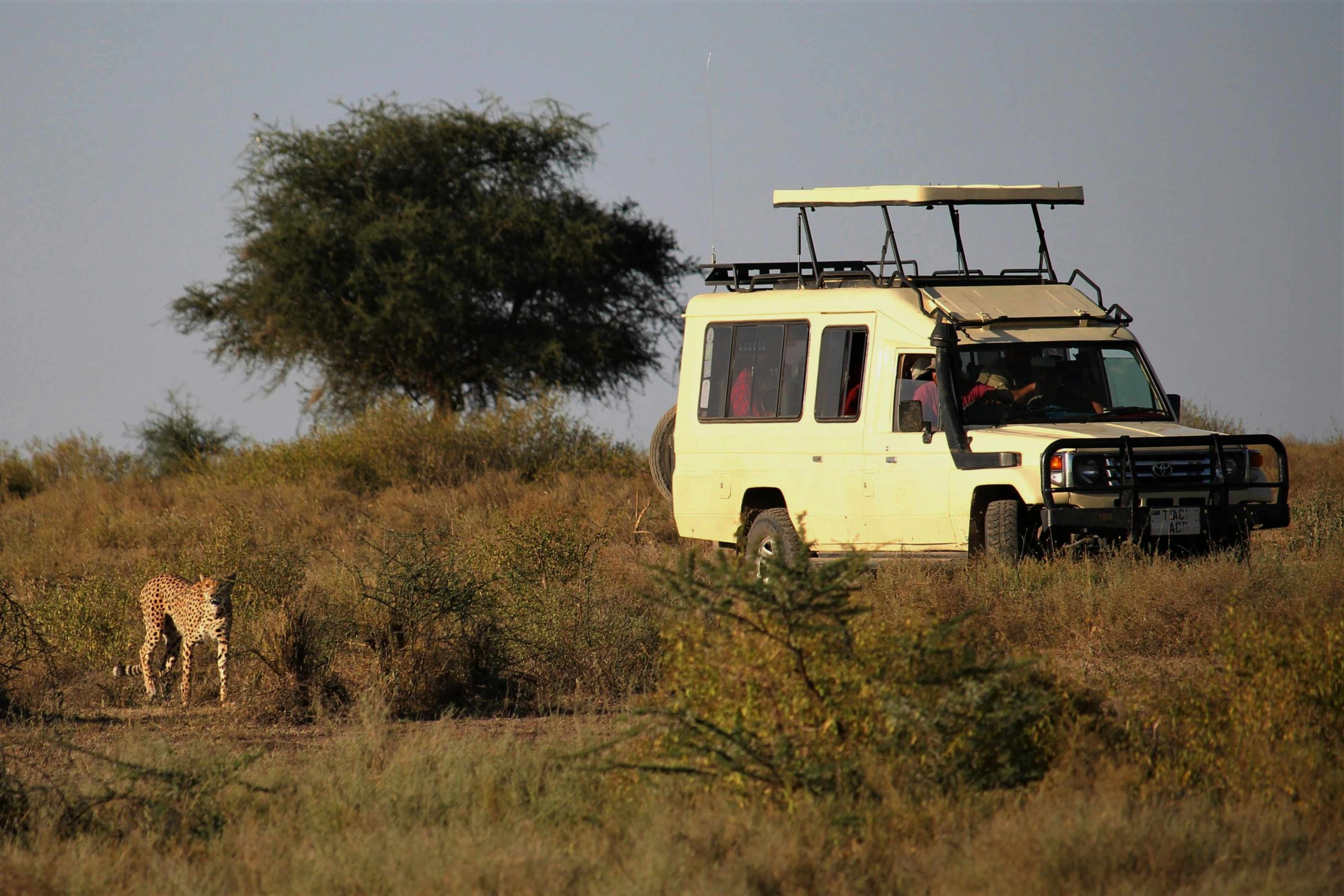 safari vehicle